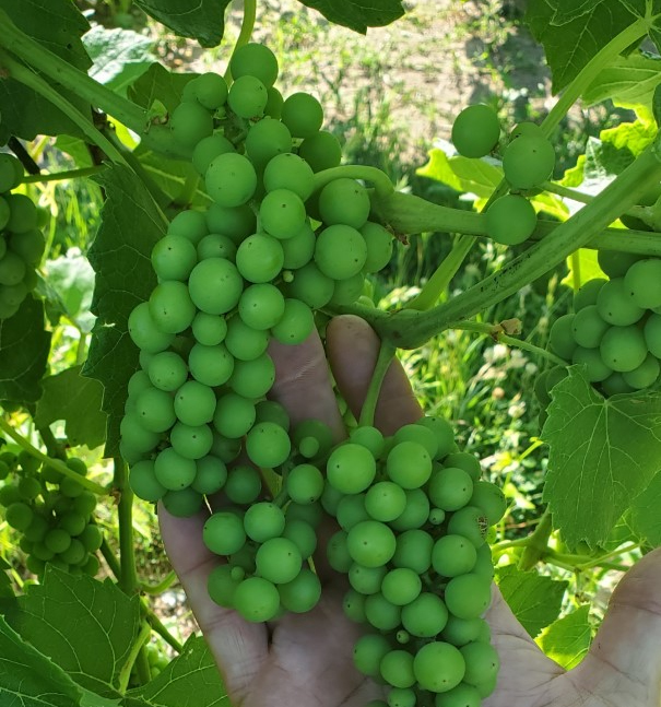 Brianna grapes.